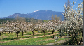 cerisiers en fleurs au pied du Mont Ventoux