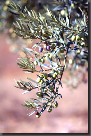 olivier du Luberon